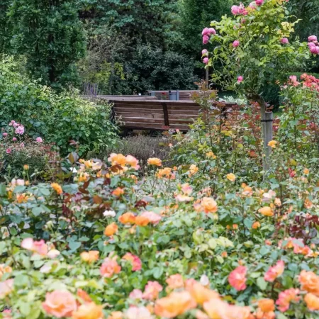 Bad Langensalza Rose Garden