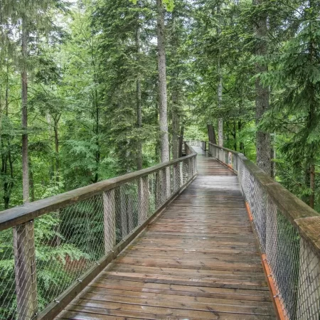 Bavarian Forest Treetop Trail