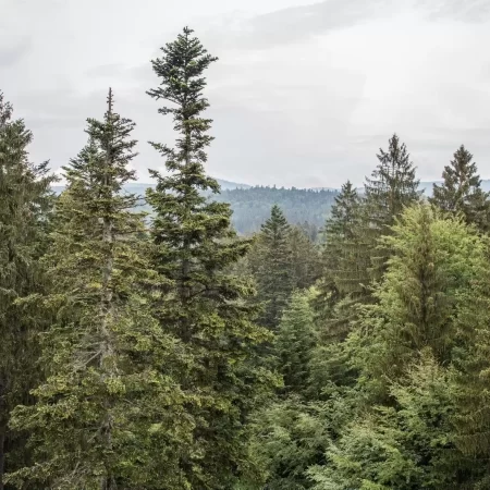 Bavarian Forest Treetop Trail