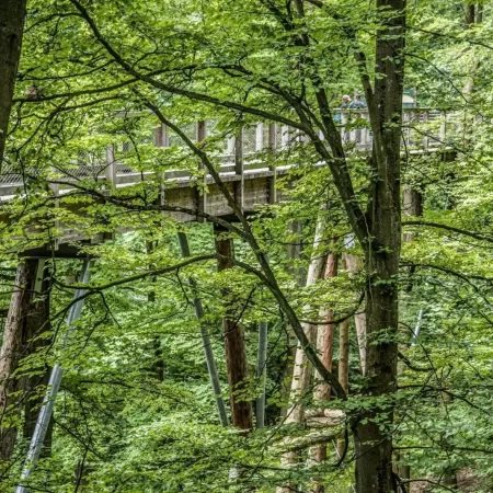 Treetop Trail Rügen